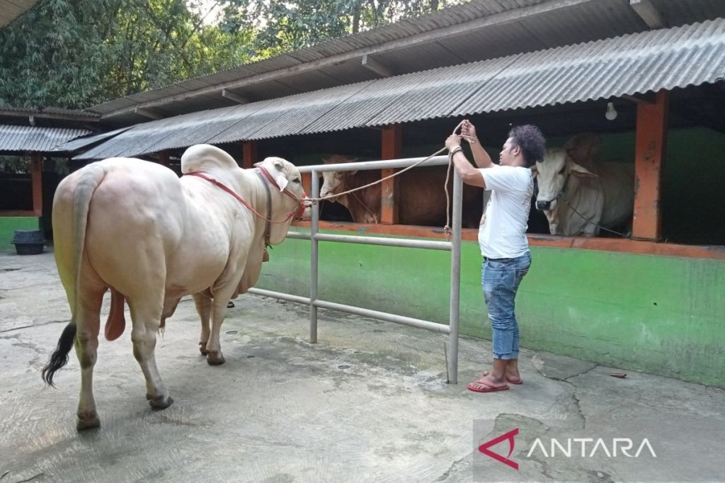 Presiden Jokowi beli sapi kurban dari peternak di Pleret Bantul DIY